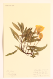 Oenothera macrocarpa RCPGdnHerbarium  (49).JPG
